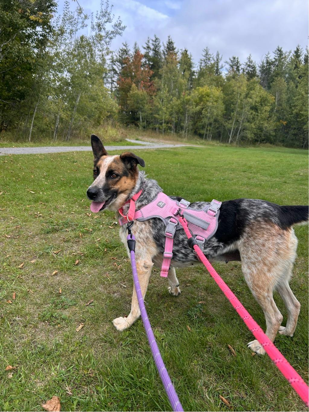 Ellie, a 5 years and 5 months old Merle Female Blue Heeler Dog