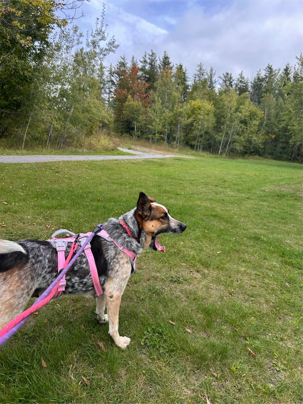 Ellie, a 5 years and 5 months old Merle Female Blue Heeler Dog