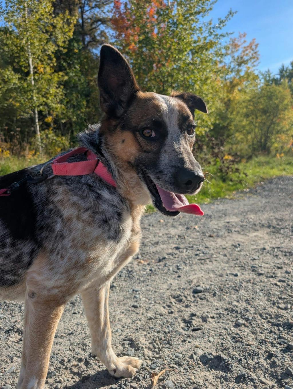 Ellie, a 5 years and 6 months old Merle Female Blue Heeler Dog