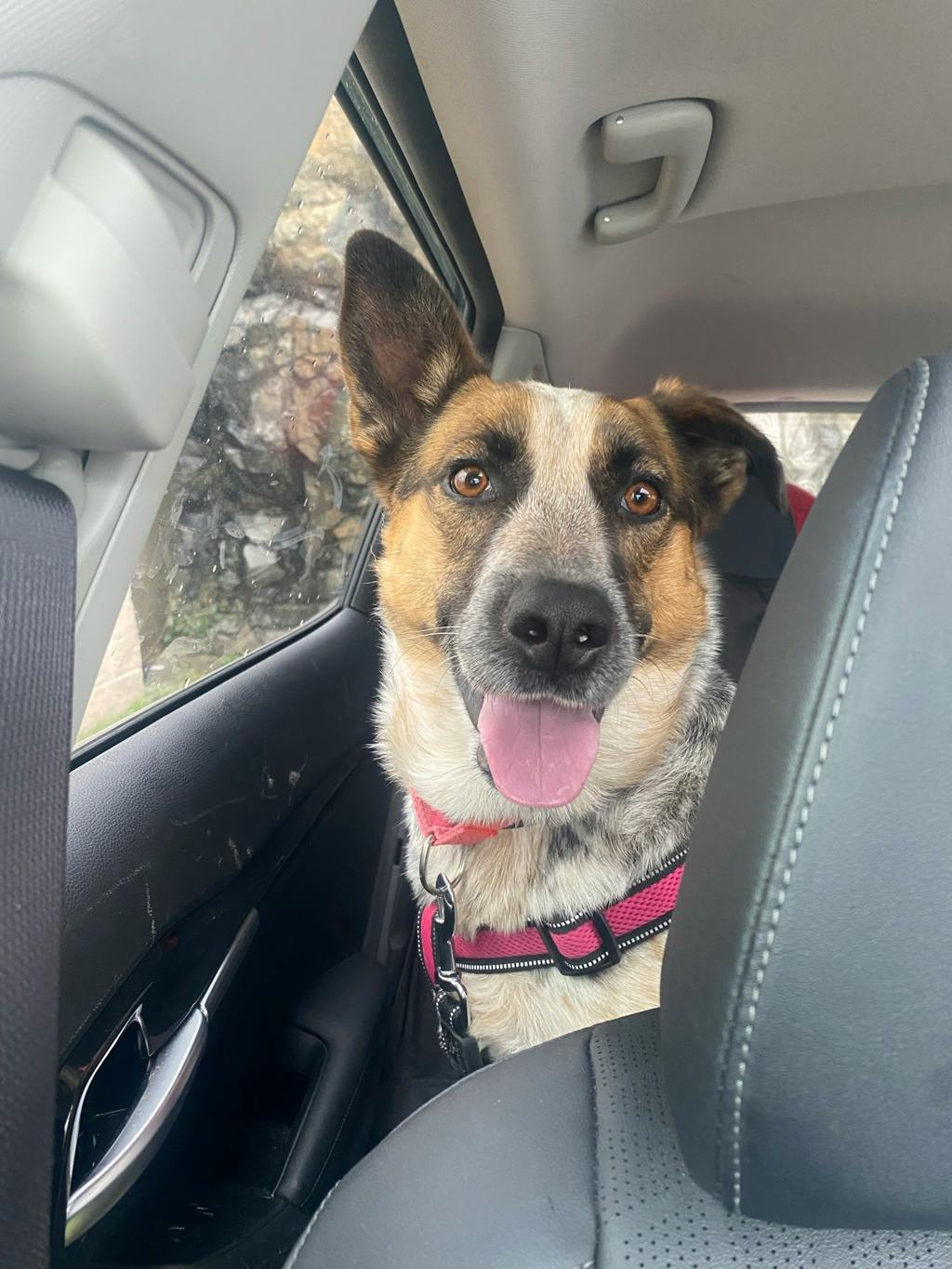 Ellie, a 5 years and 6 months old Merle Female Blue Heeler Dog