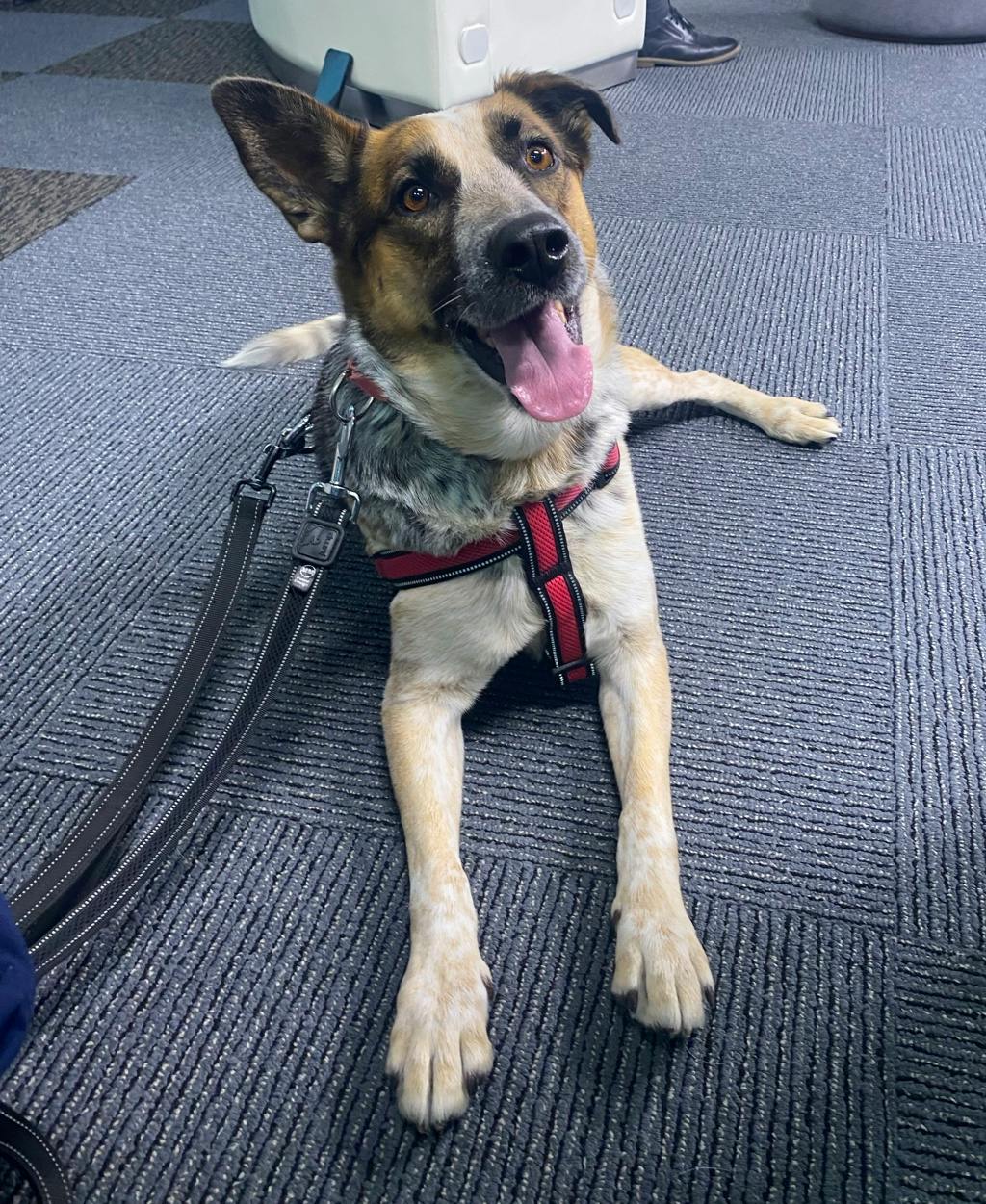 Ellie, a 5 years and 6 months old Merle Female Blue Heeler Dog