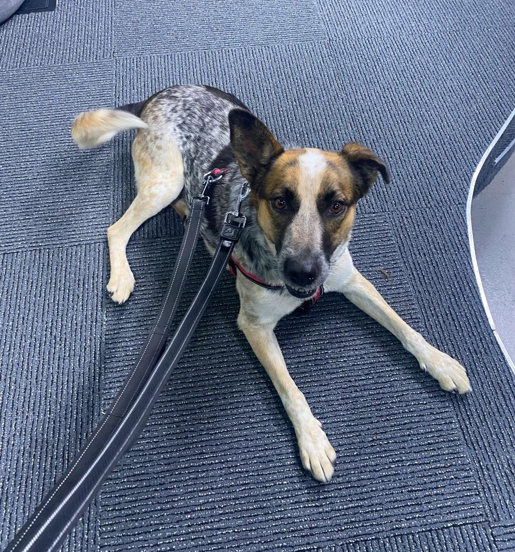 Ellie, a 5 years and 6 months old Merle Female Blue Heeler Dog
