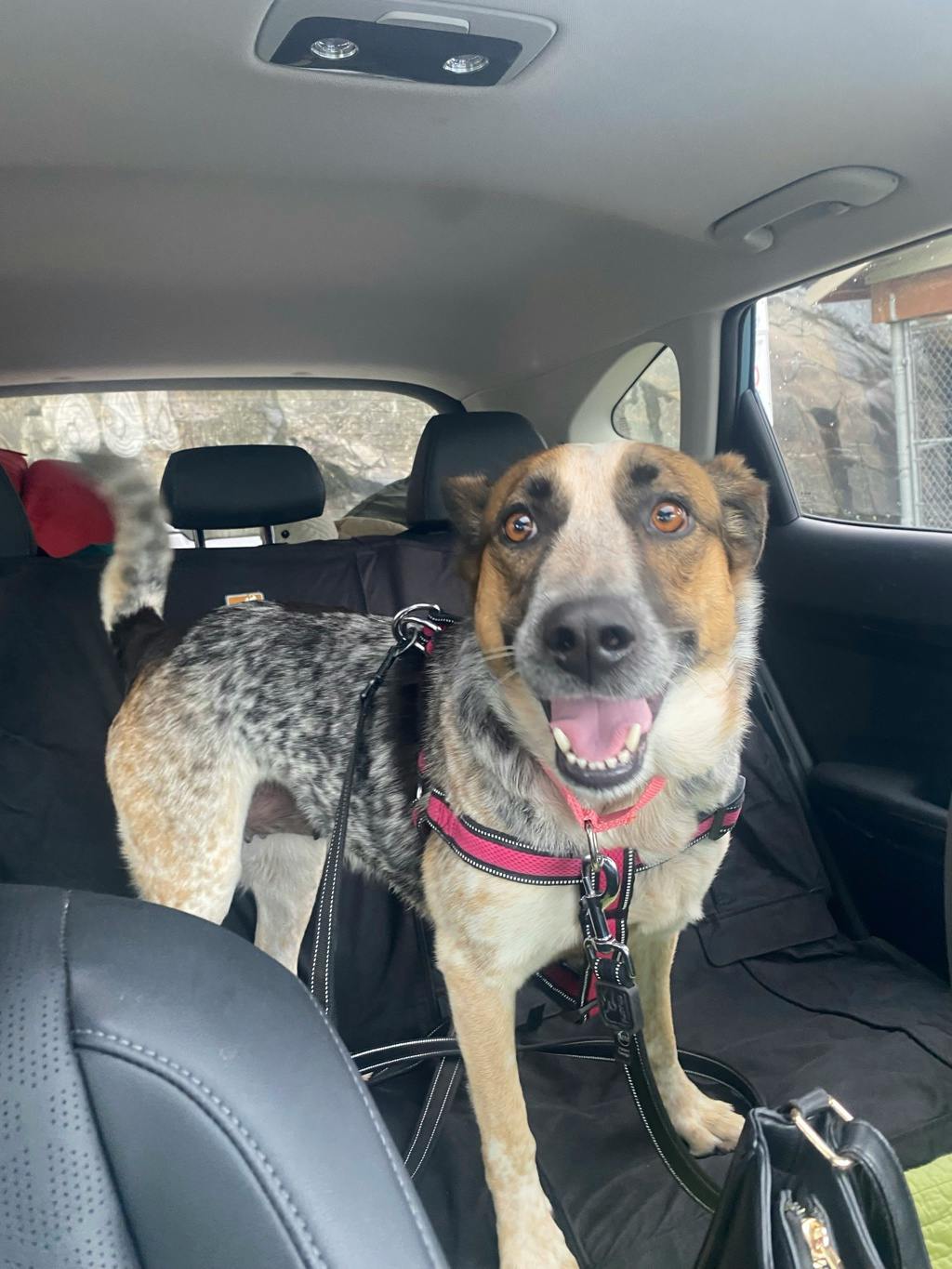 Ellie, a 5 years and 6 months old Merle Female Blue Heeler Dog