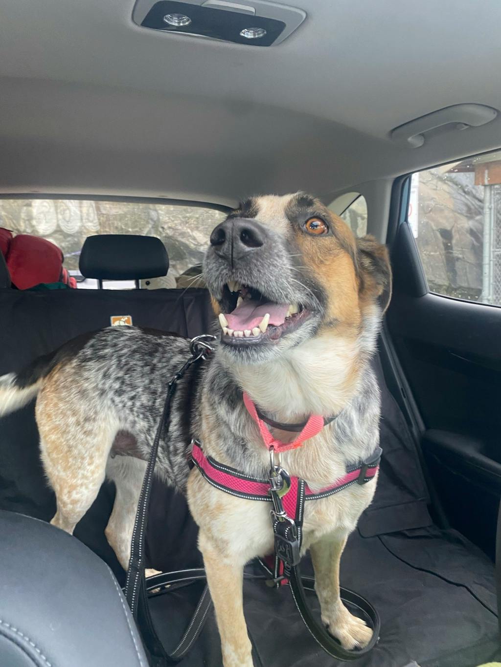 Ellie, a 5 years and 6 months old Merle Female Blue Heeler Dog