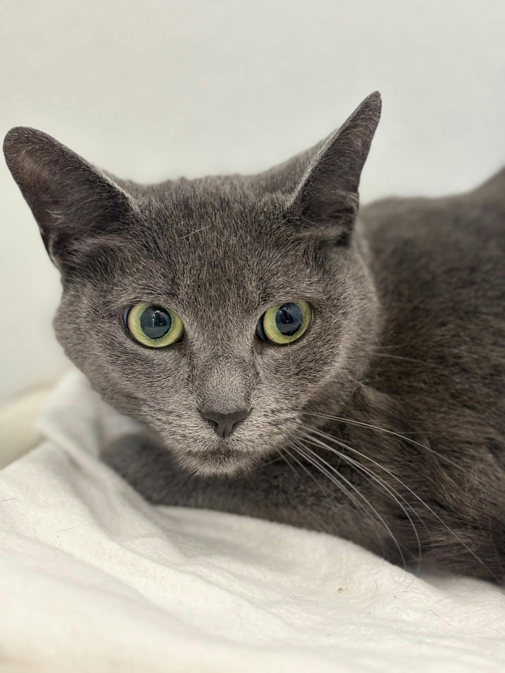 Shadow, a 3 years old Grey Female Domestic Short Hair Cat