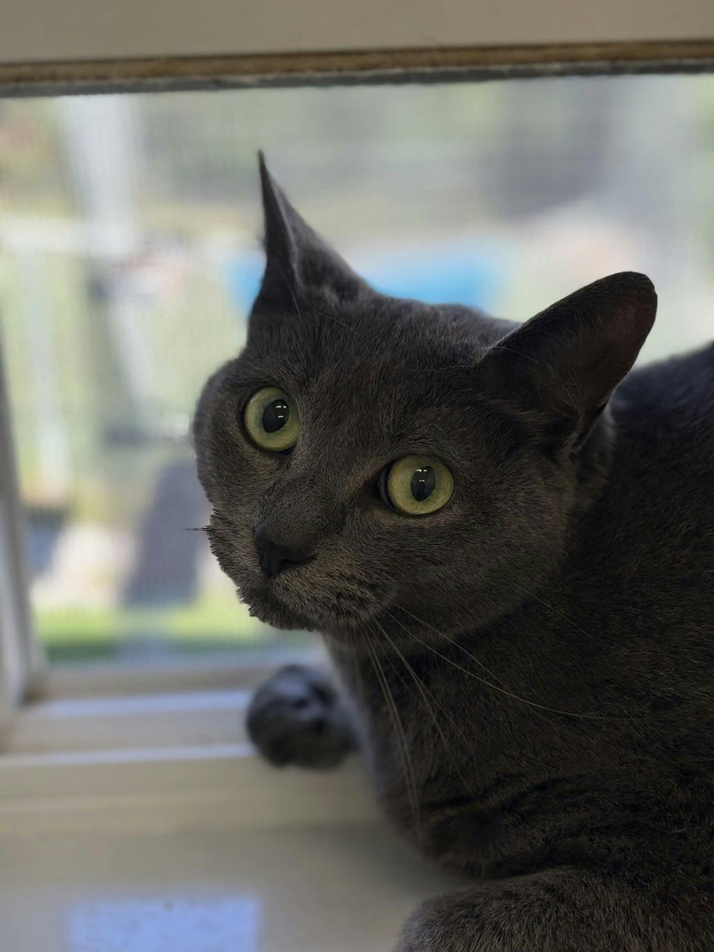 Shadow, a 3 years old Grey Female Domestic Short Hair Cat