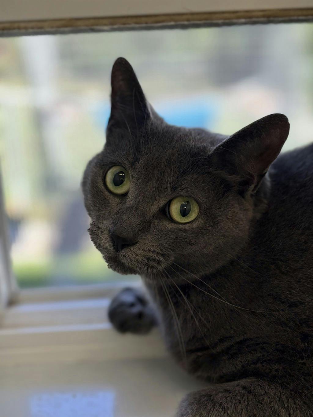 Shadow, a 3 years old Grey Female Domestic Short Hair Cat