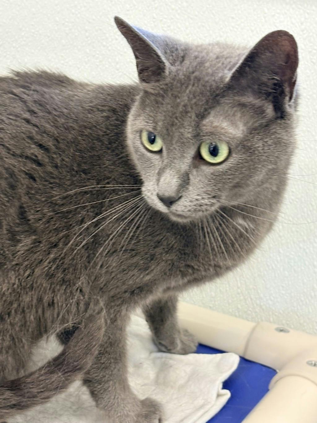 Shadow, a 3 years old Grey Female Domestic Short Hair Cat