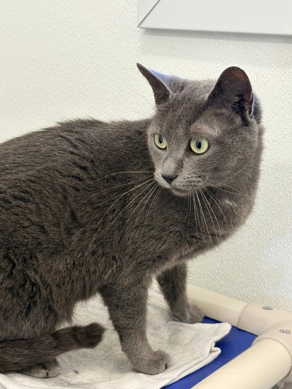 Shadow, a 3 years old Grey Female Domestic Short Hair Cat