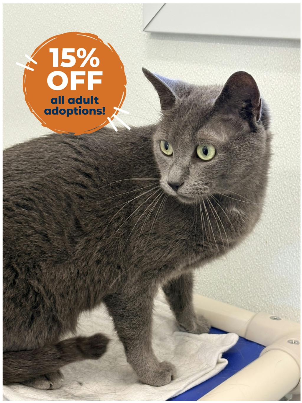 Shadow, a 3 years old Grey Female Domestic Short Hair Cat