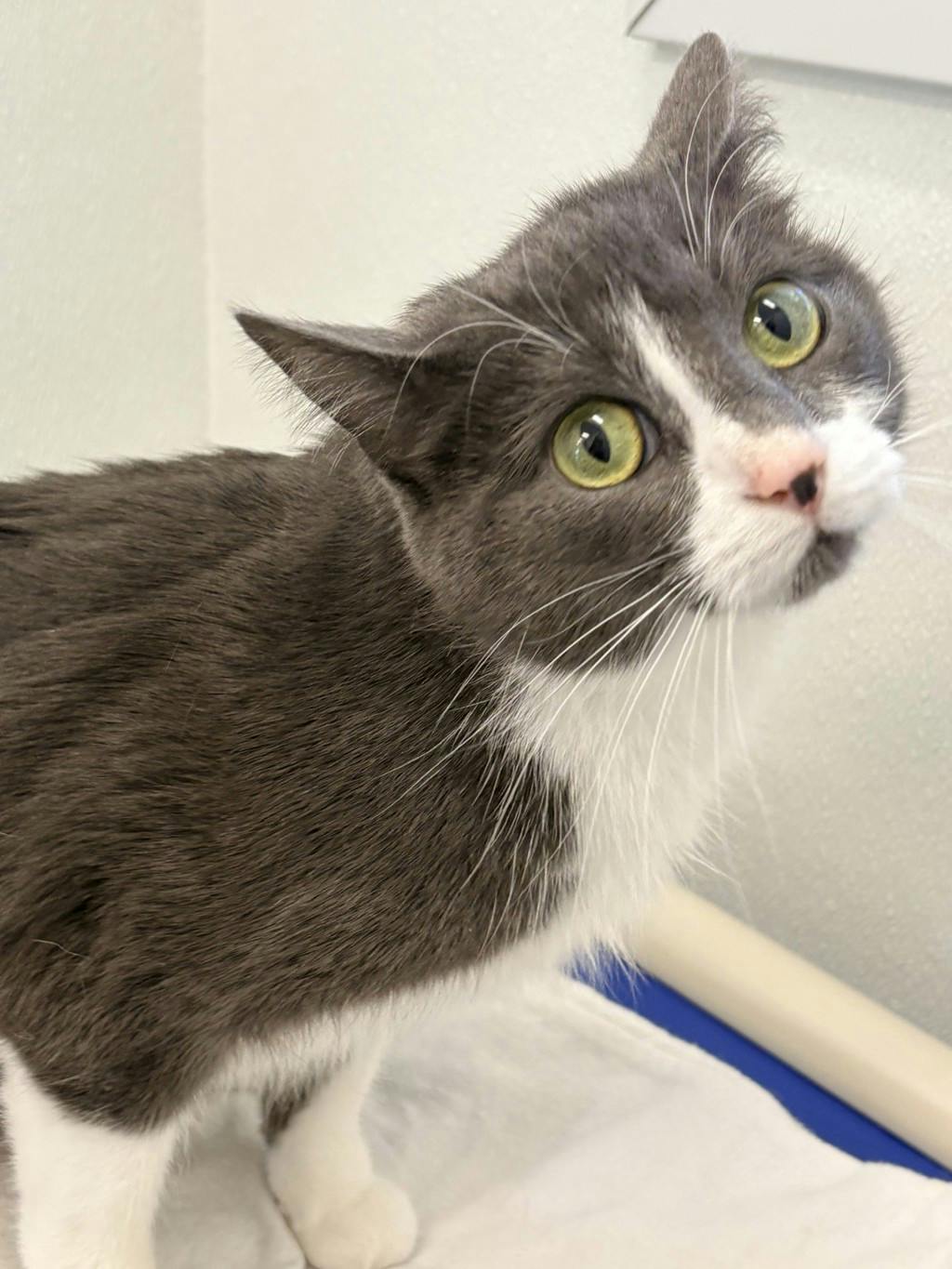 Willow, a 2 years old Grey Female Domestic Short Hair Cat