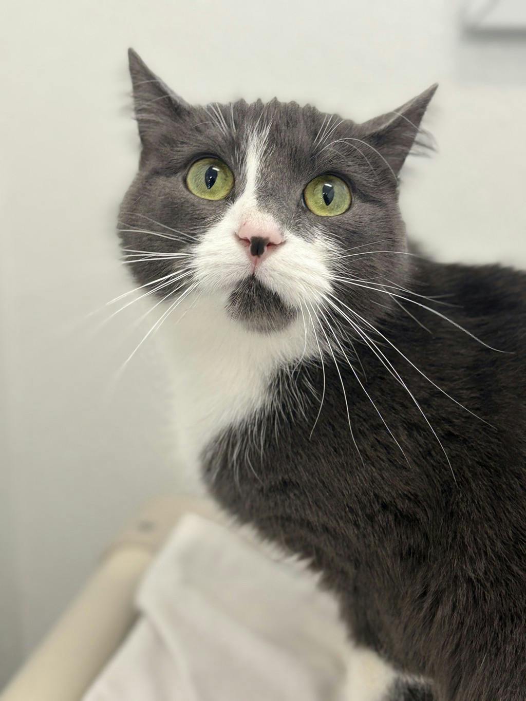 Willow, a 2 years old Grey Female Domestic Short Hair Cat