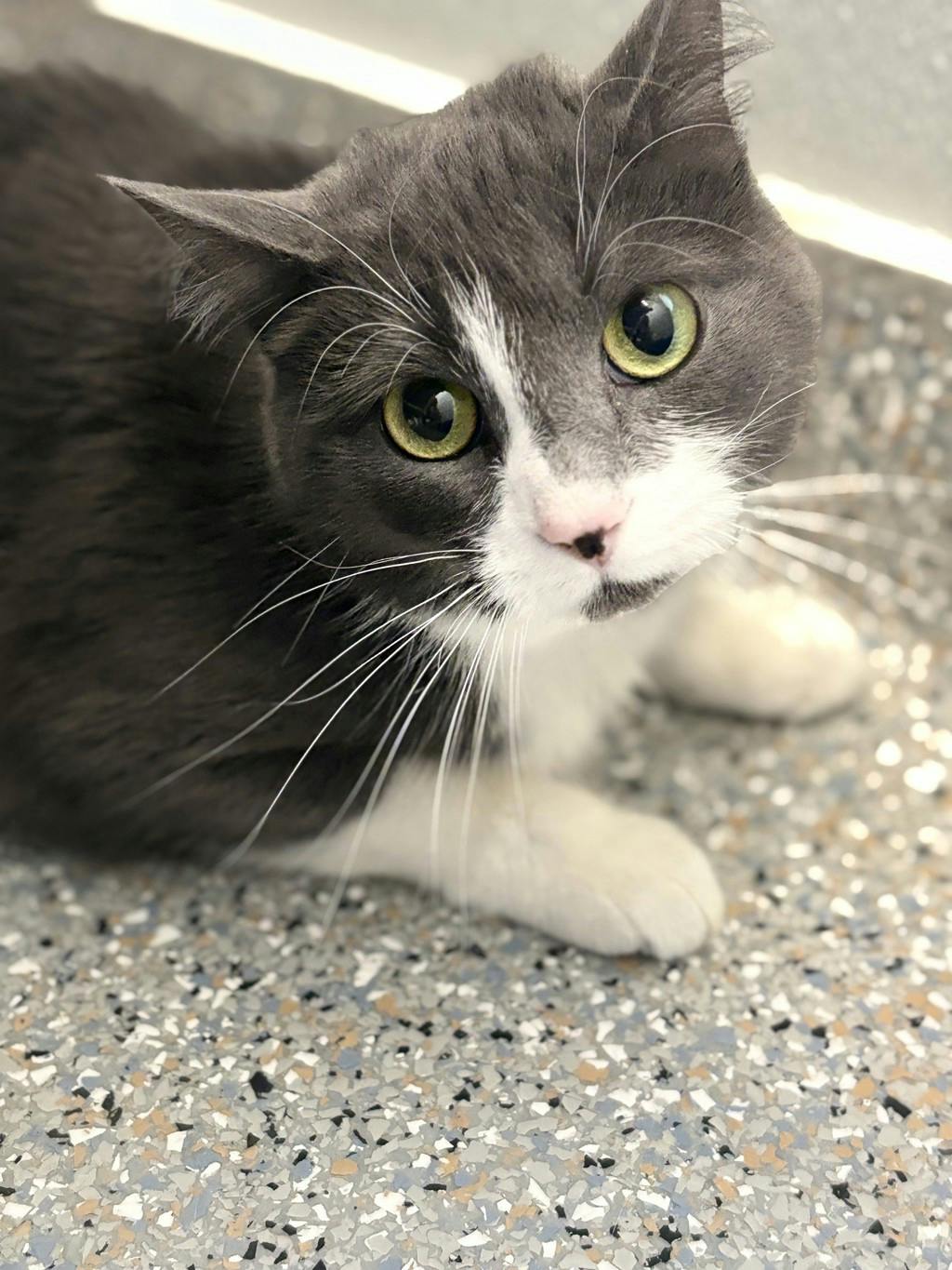 Willow, a 2 years old Grey Female Domestic Short Hair Cat