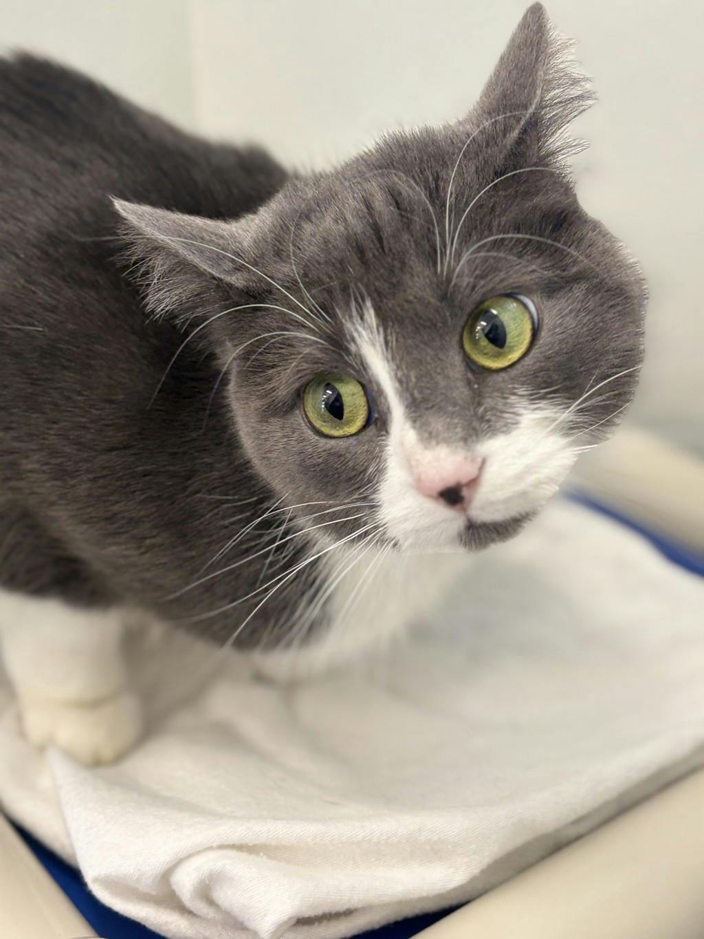 Willow, a 2 years old Grey Female Domestic Short Hair Cat