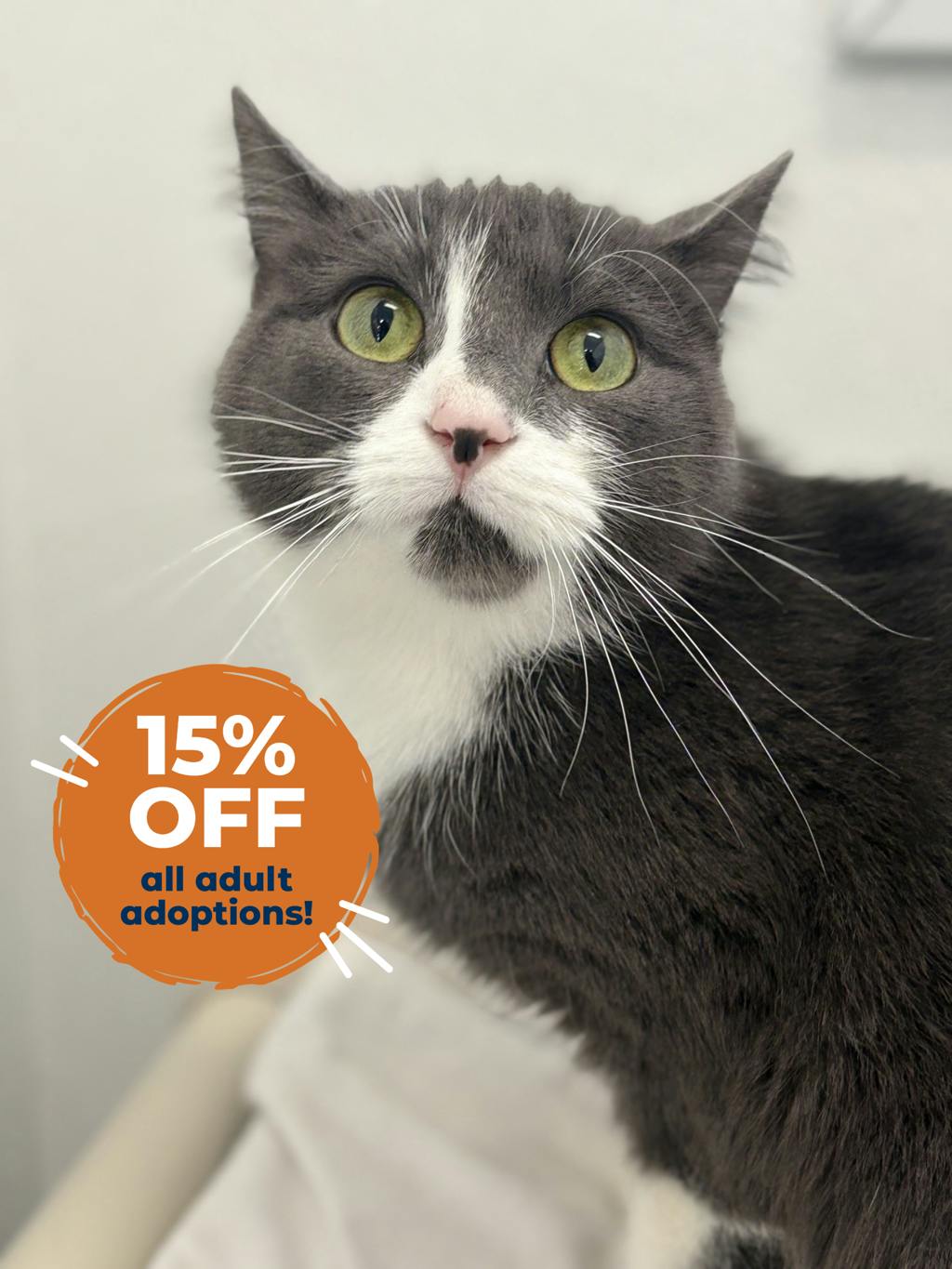 Willow, a 2 years old Grey Female Domestic Short Hair Cat