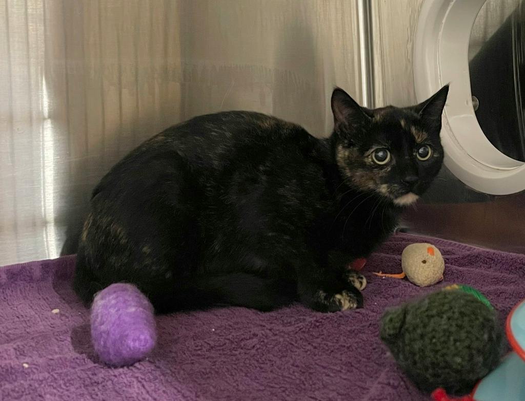 Bonnie, a 3 months old Tortoiseshell Female Domestic Short Hair Kitten