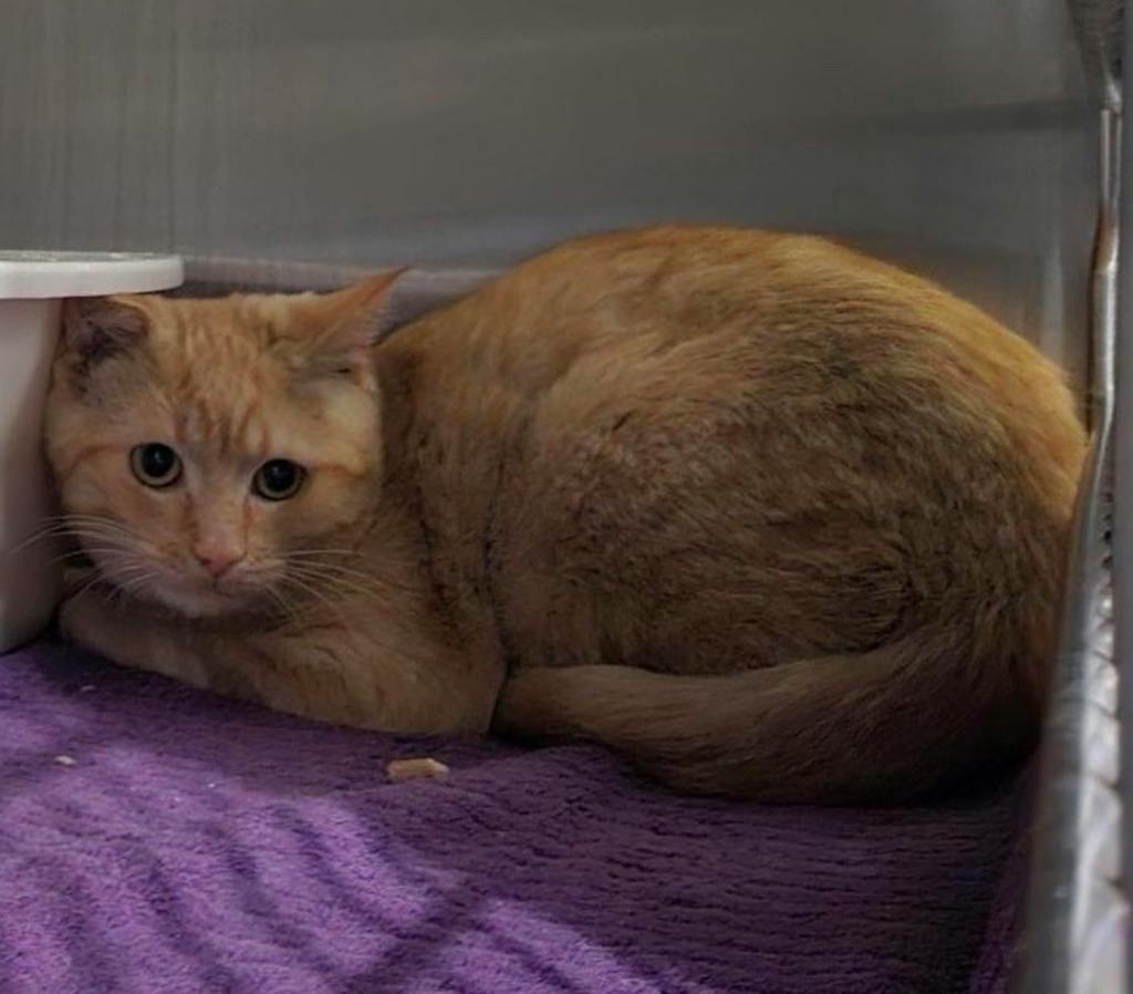 Clyde, a 3 months old Buff Tiger Male Domestic Short Hair Kitten