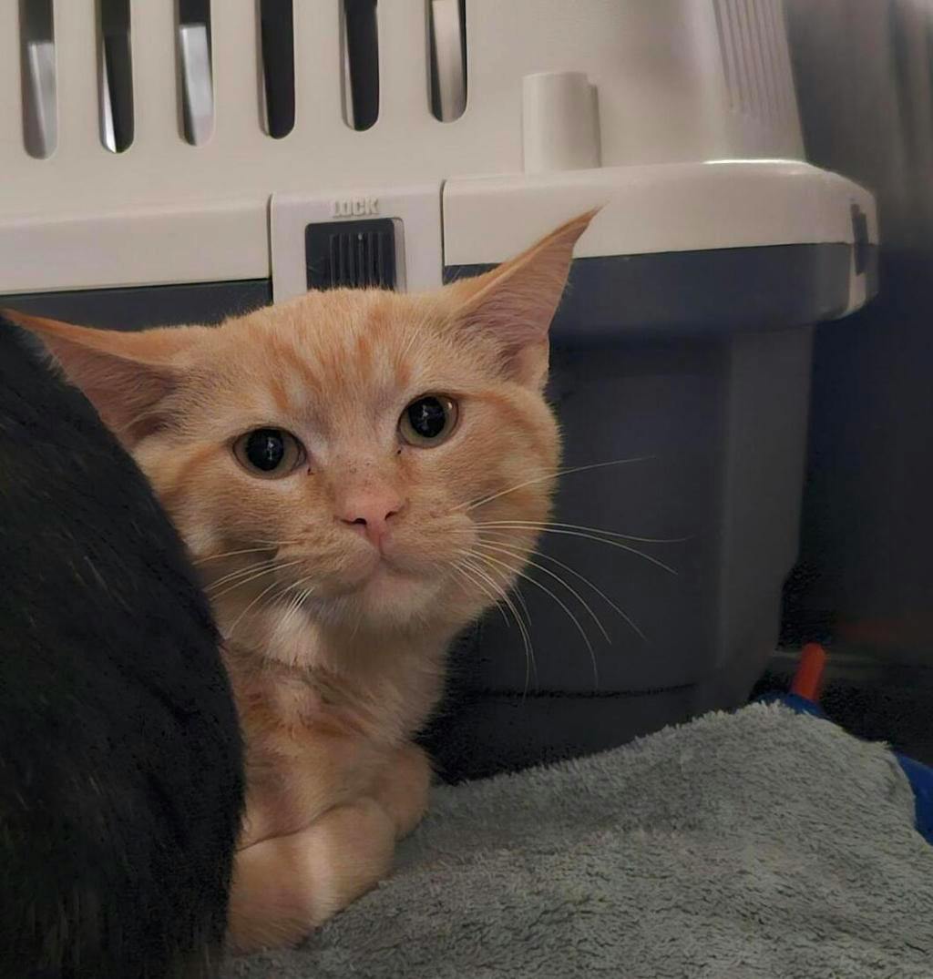 Clyde, a 3 months old Buff Tiger Male Domestic Short Hair Kitten