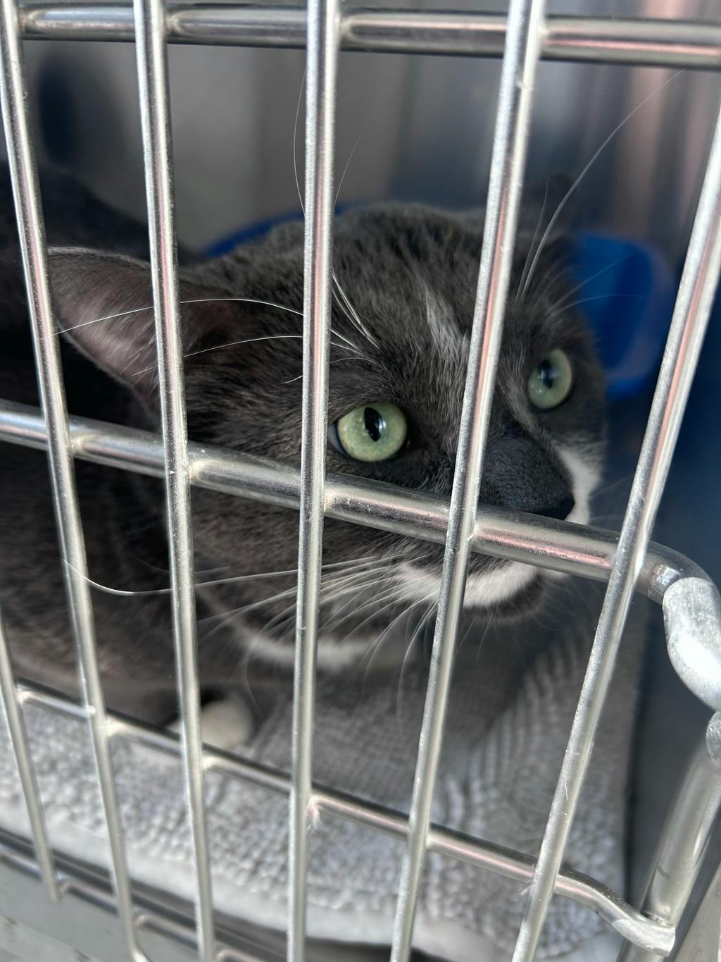 Seven, a 3 years and 8 months old Grey Male Domestic Short Hair Cat