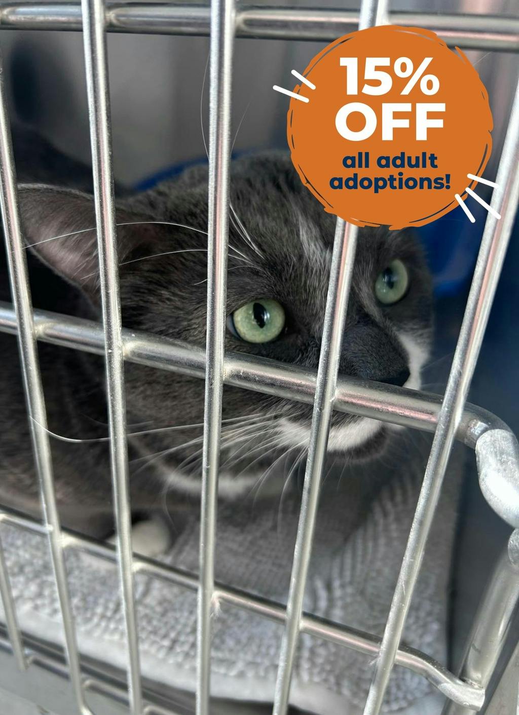 Seven, a 3 years and 8 months old Grey Male Domestic Short Hair Cat