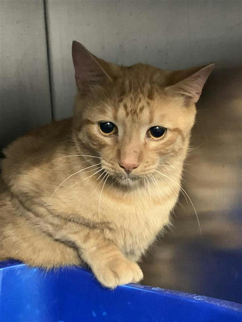 Hyde, a 2 years old Orange Male Domestic Short Hair Cat