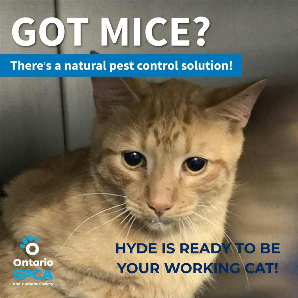 Hyde, a 2 years old Orange Male Domestic Short Hair Cat