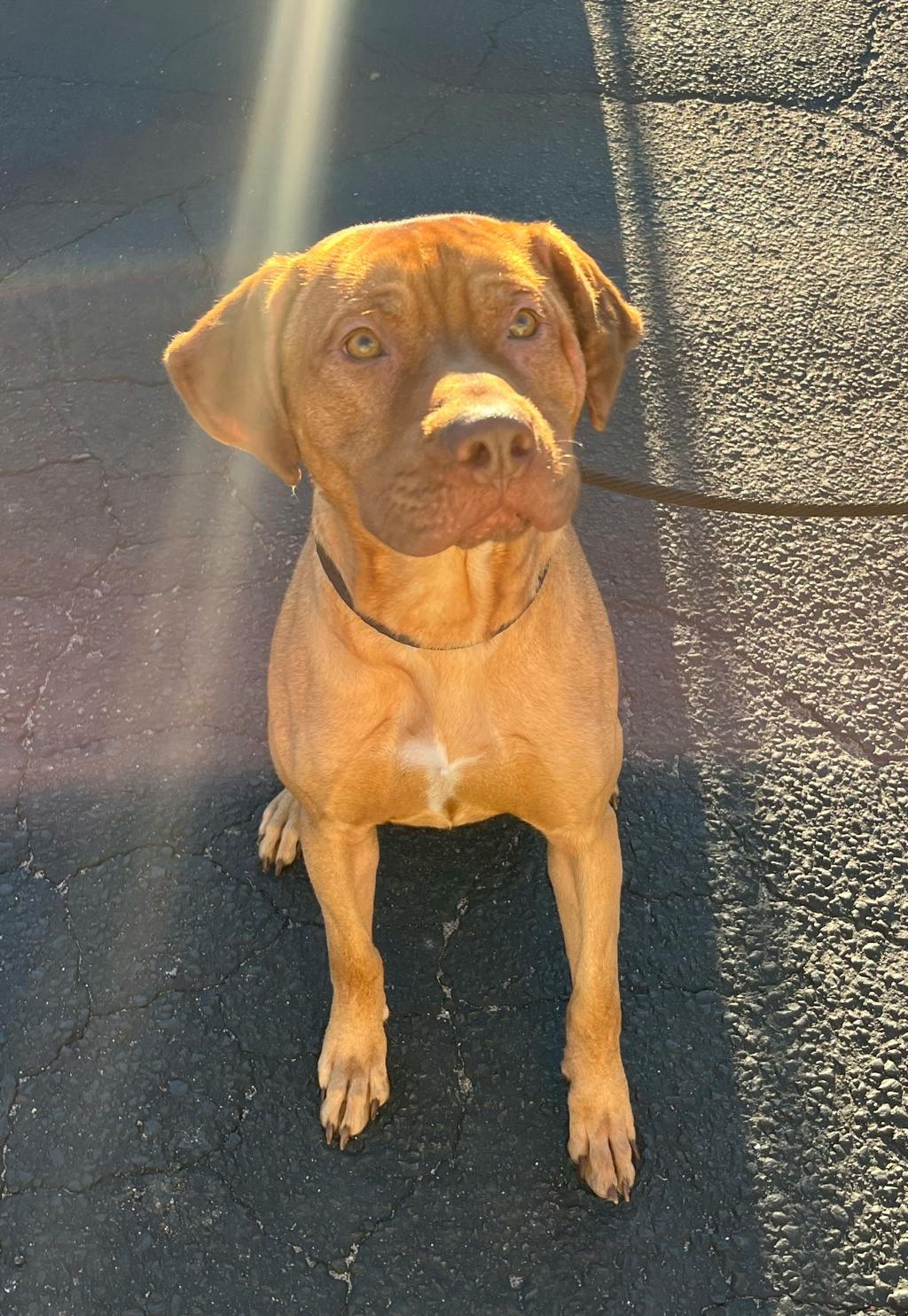 Bruce, a 1 year and 6 months old Gold Male Rhodesian Ridgeback Dog