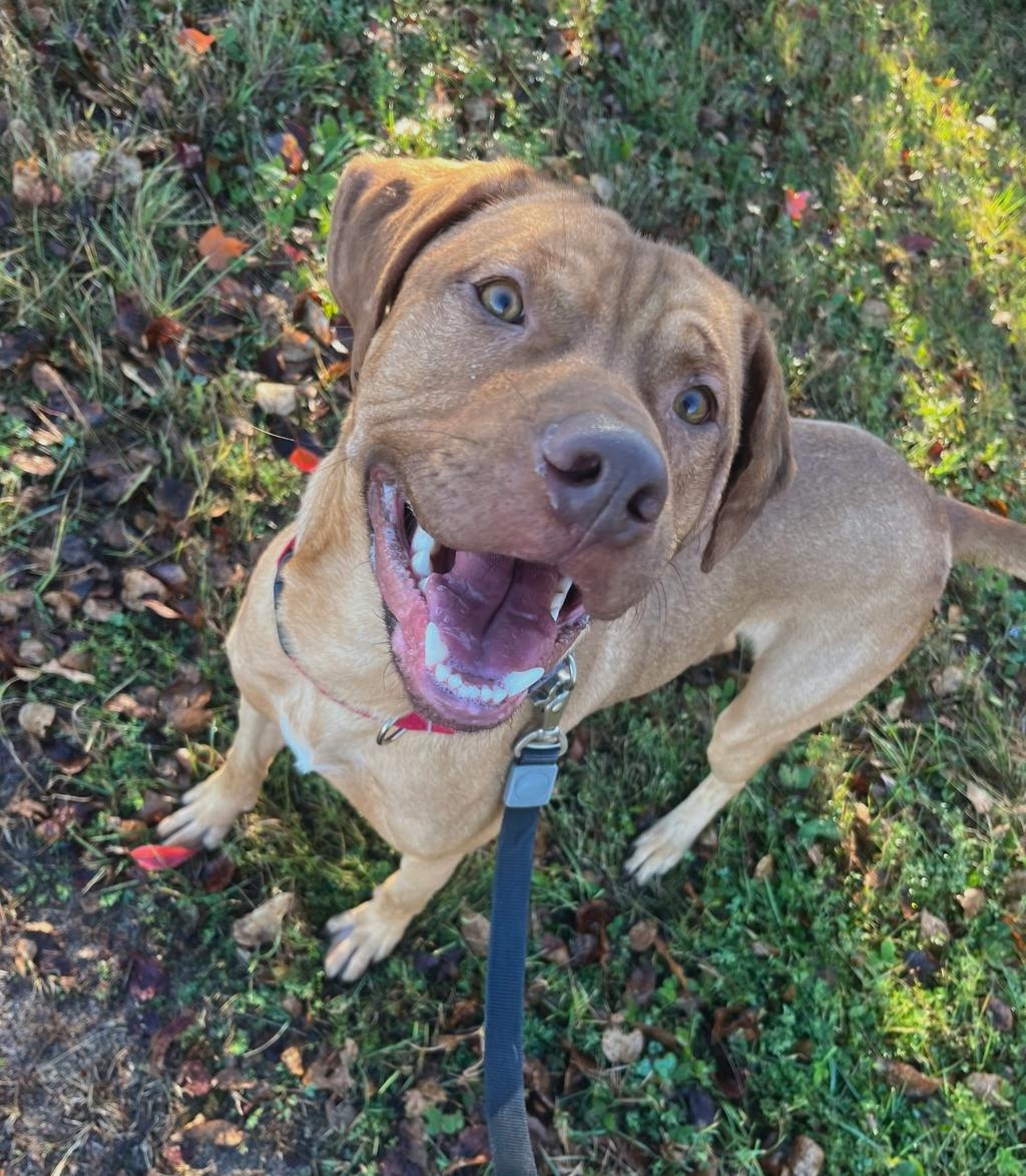 Bruce, a 1 year and 6 months old Gold Male Rhodesian Ridgeback Dog