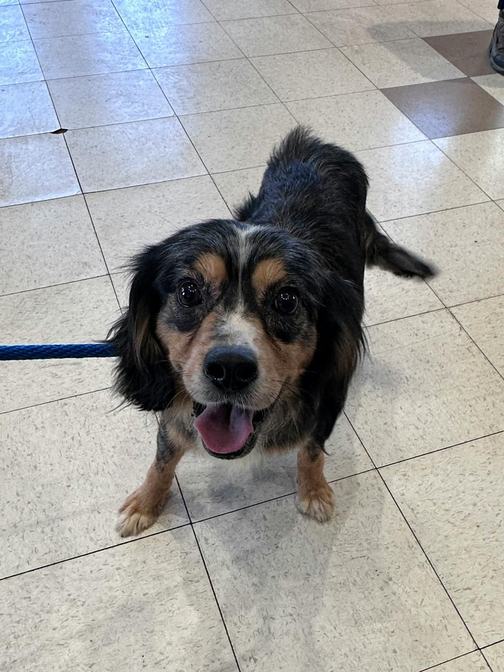 Wiggles, a 2 years old Tri Color Male Cocker Spaniel Dog