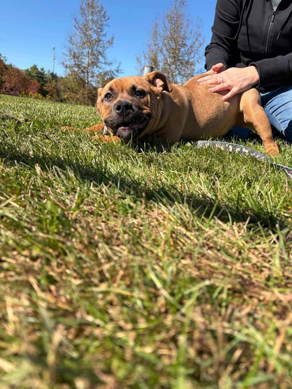 Ember, a 5 months old Beige Female American Bulldog Dog