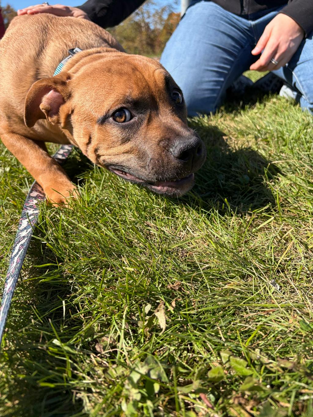 Ember, a 5 months old Beige Female American Bulldog Dog