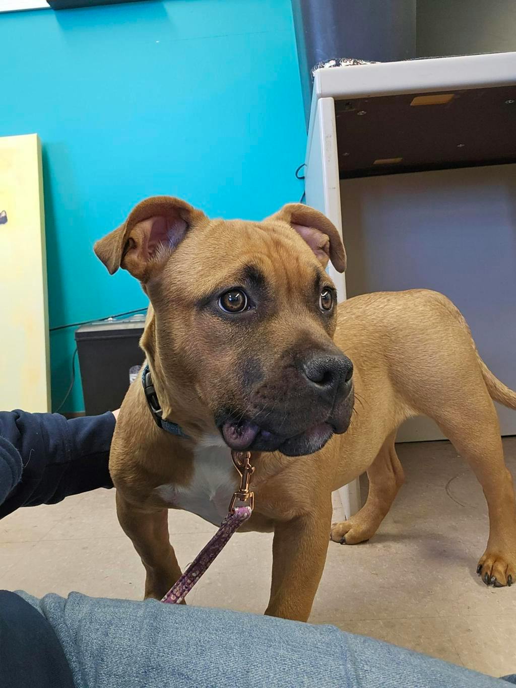 Ember, a 5 months old Beige Female American Bulldog Dog
