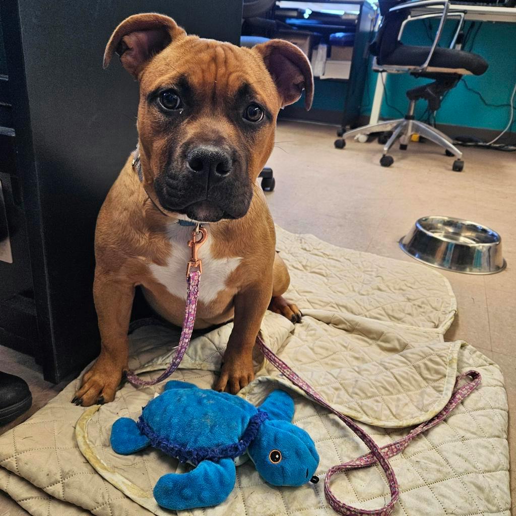 Ember, a 5 months old Beige Female American Bulldog Dog