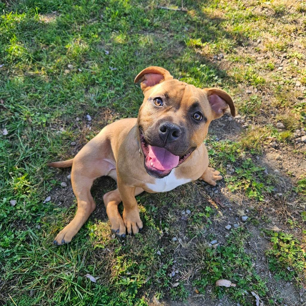 Ember, a 5 months old Beige Female American Bulldog Dog
