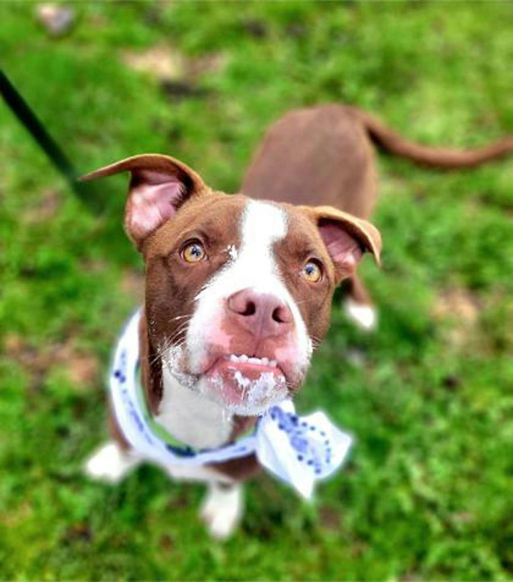 Arrow, a 11 months old Brown Male American Bulldog Dog