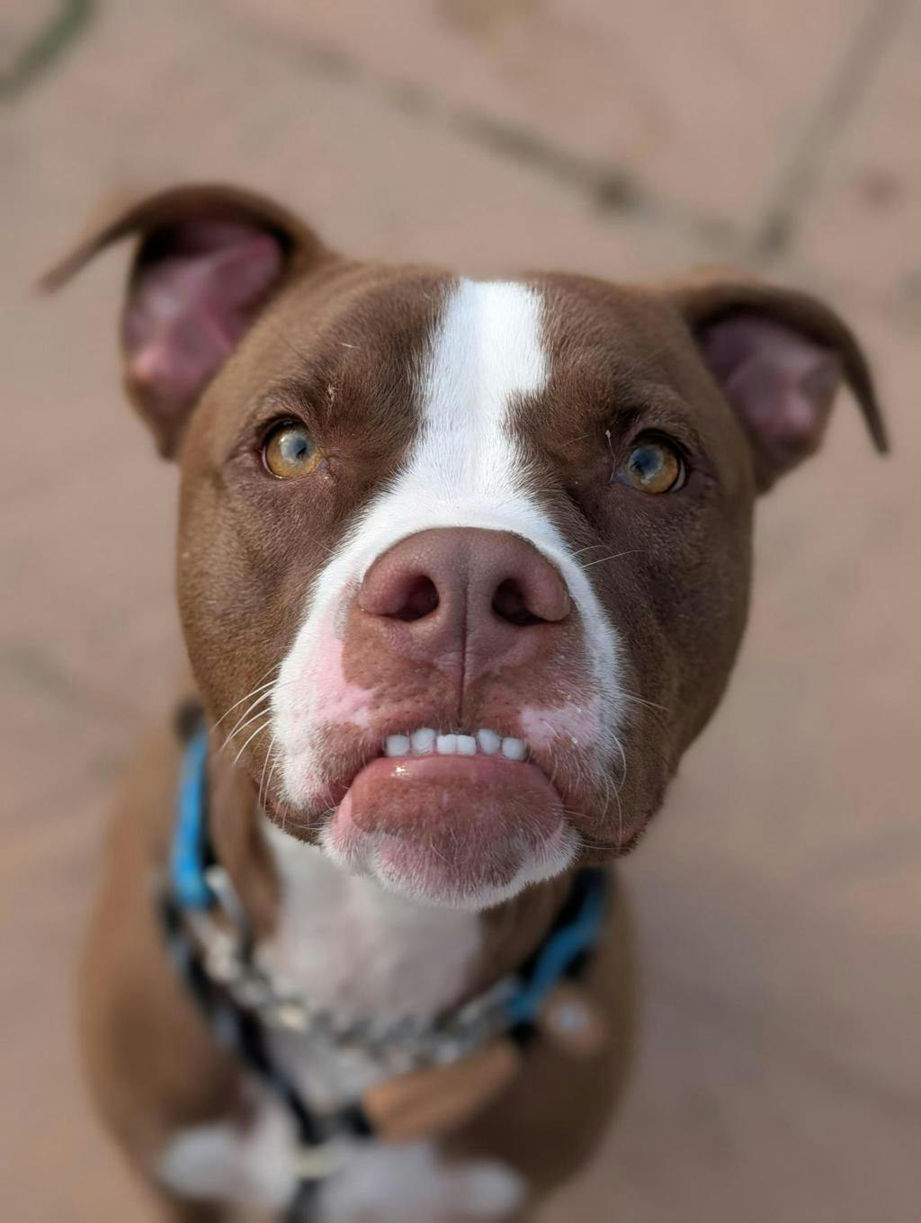 Arrow, a 11 months old Brown Male American Bulldog Dog
