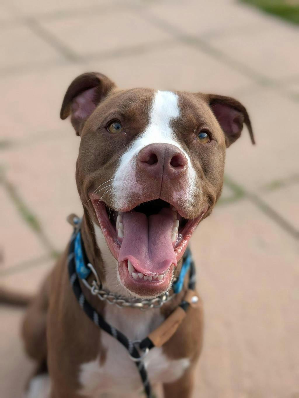Arrow, a 11 months old Brown Male American Bulldog Dog