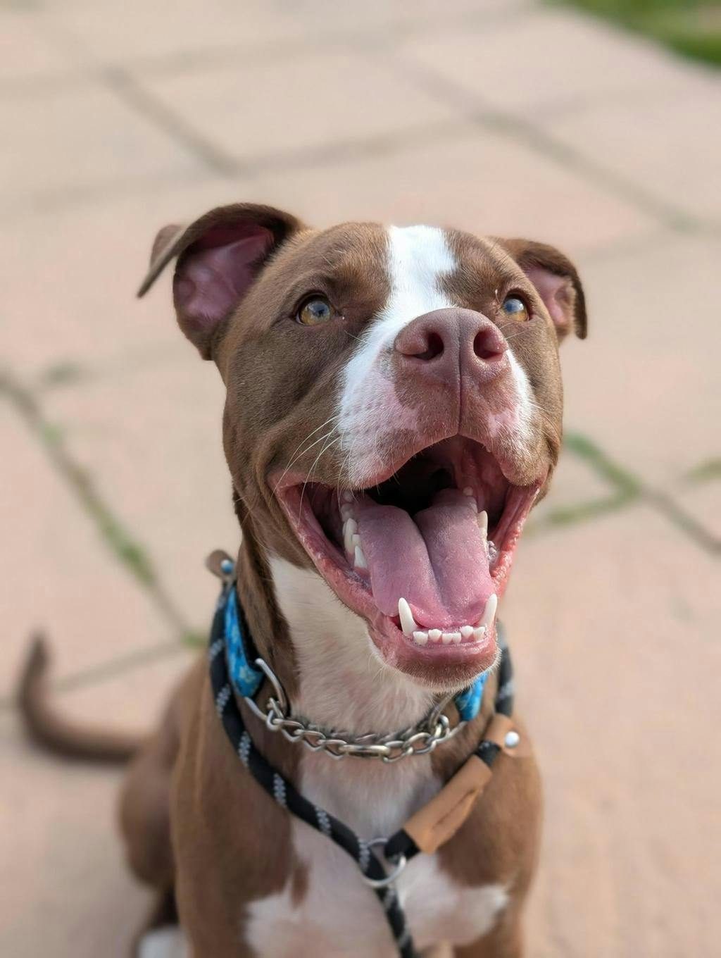 Arrow, a 11 months old Brown Male American Bulldog Dog