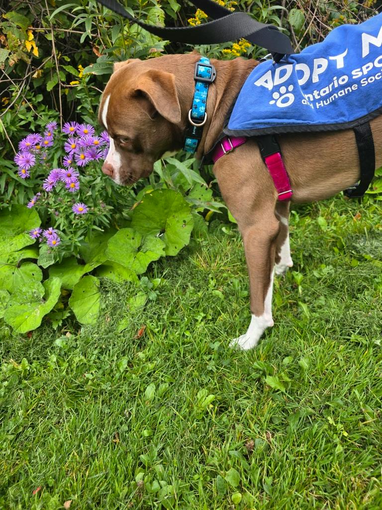 Arrow, a 11 months old Brown Male American Bulldog Dog