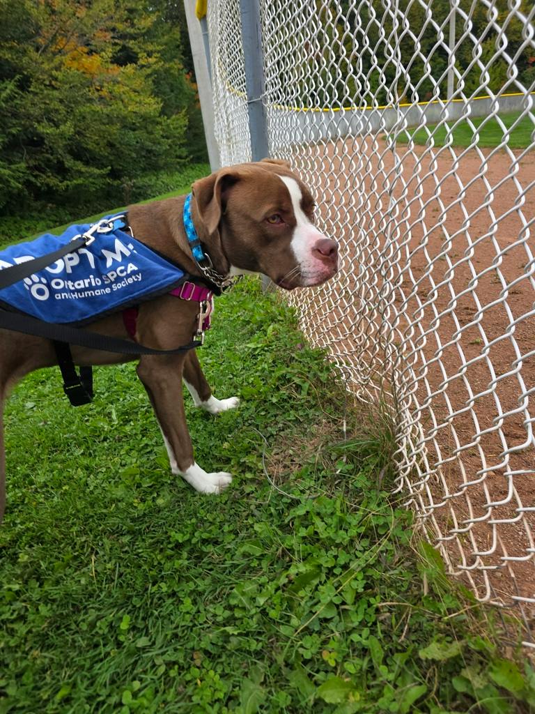 Arrow, a 11 months old Brown Male American Bulldog Dog