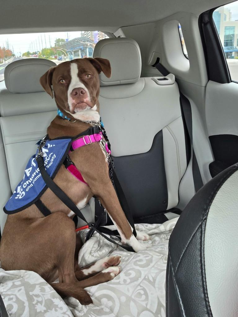 Arrow, a 11 months old Brown Male American Bulldog Dog