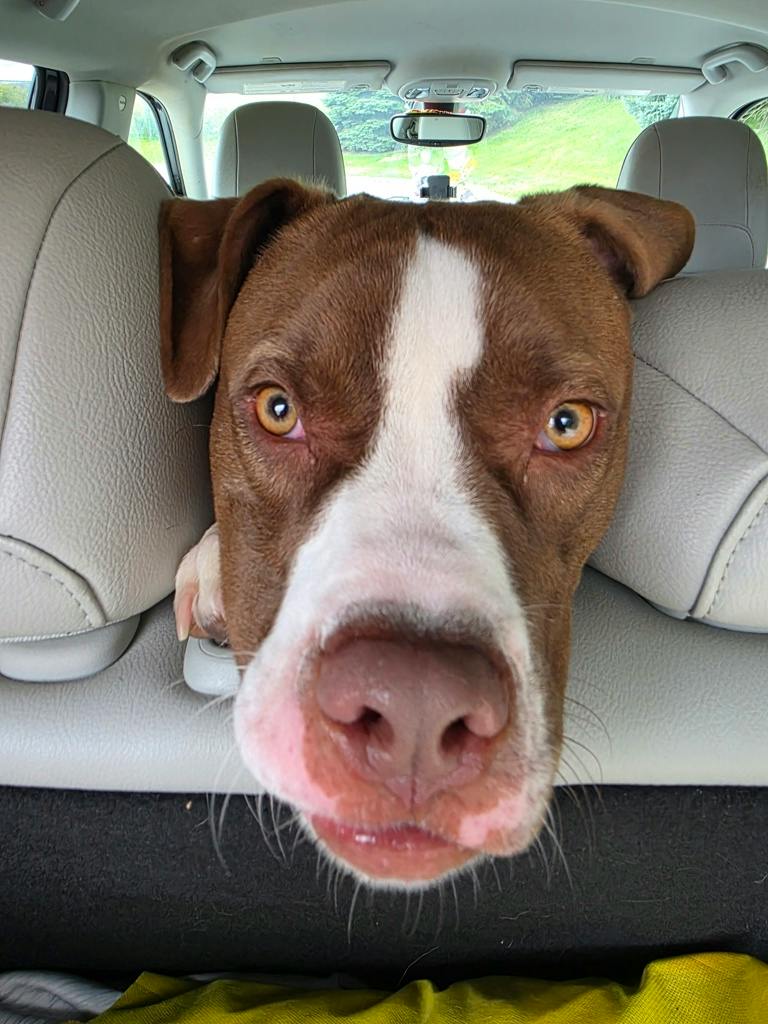 Arrow, a 11 months old Brown Male American Bulldog Dog