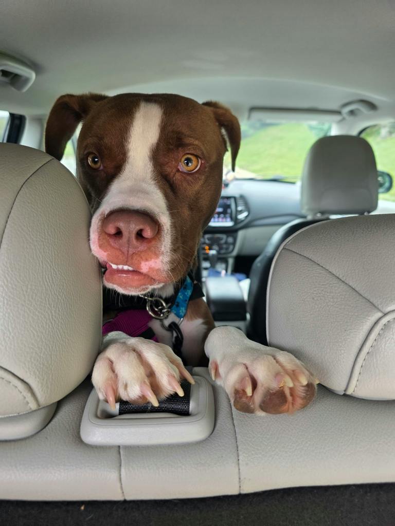 Arrow, a 11 months old Brown Male American Bulldog Dog