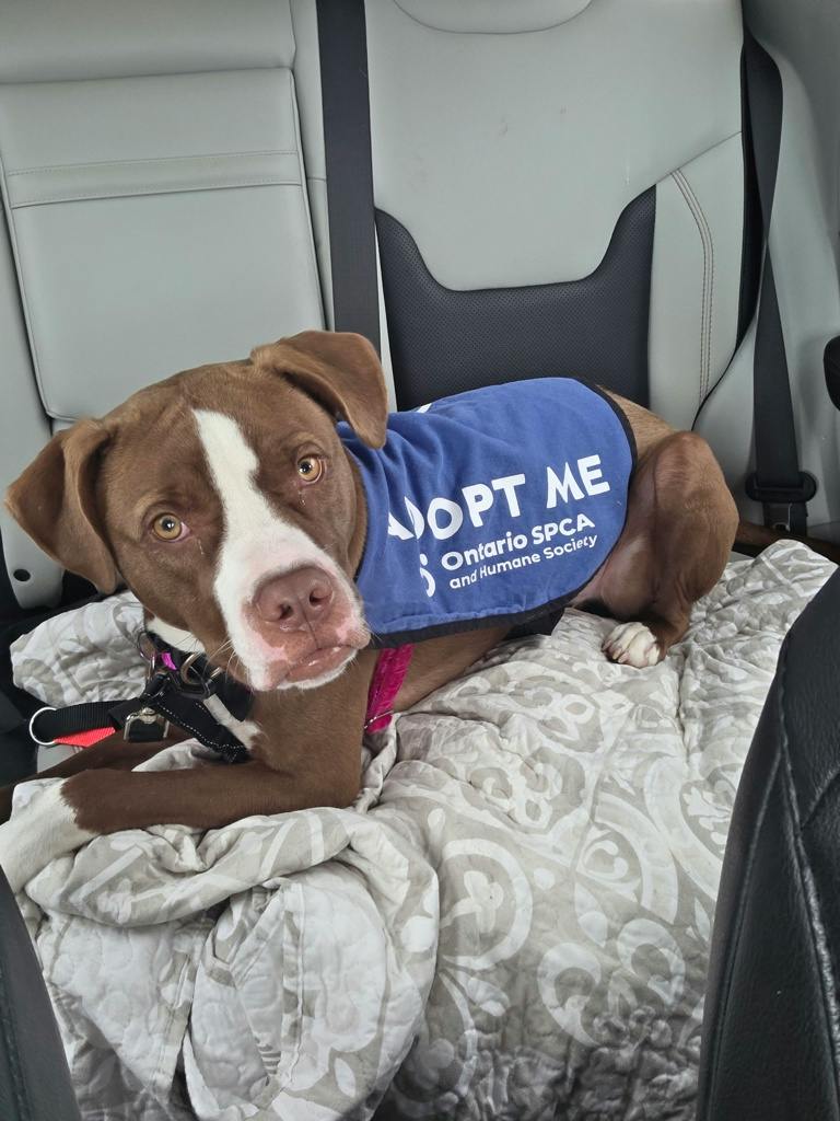 Arrow, a 11 months old Brown Male American Bulldog Dog