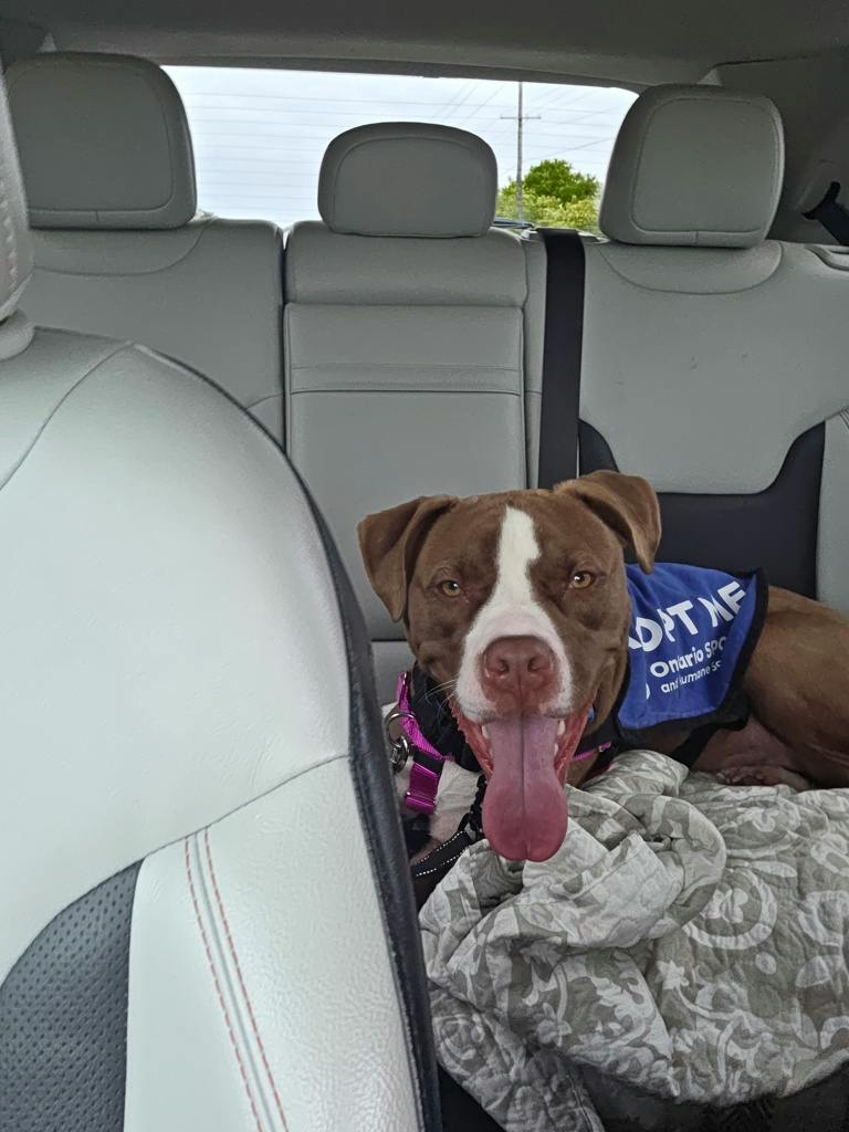 Arrow, a 11 months old Brown Male American Bulldog Dog