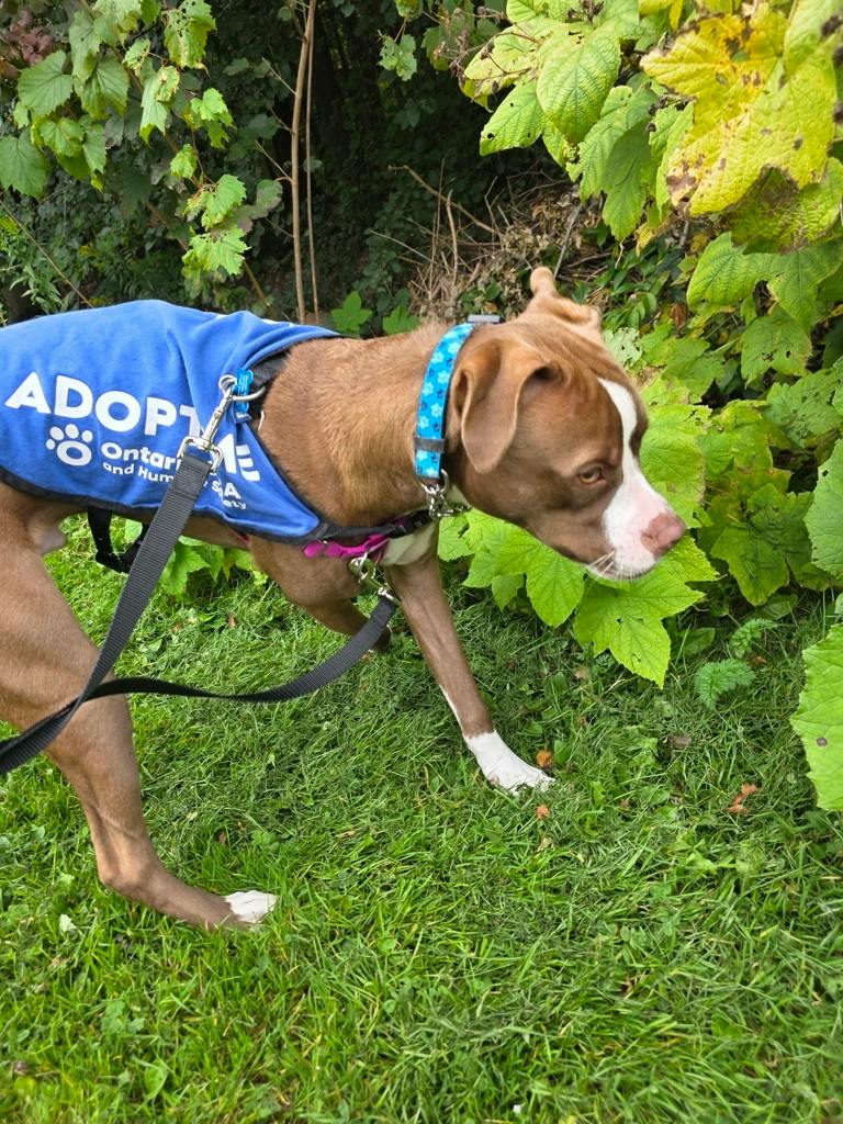 Arrow, a 11 months old Brown Male American Bulldog Dog