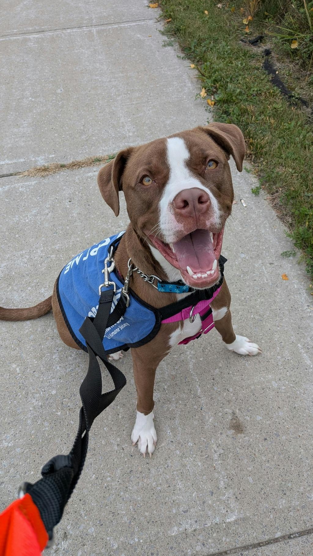 Arrow, a 11 months old Brown Male American Bulldog Dog