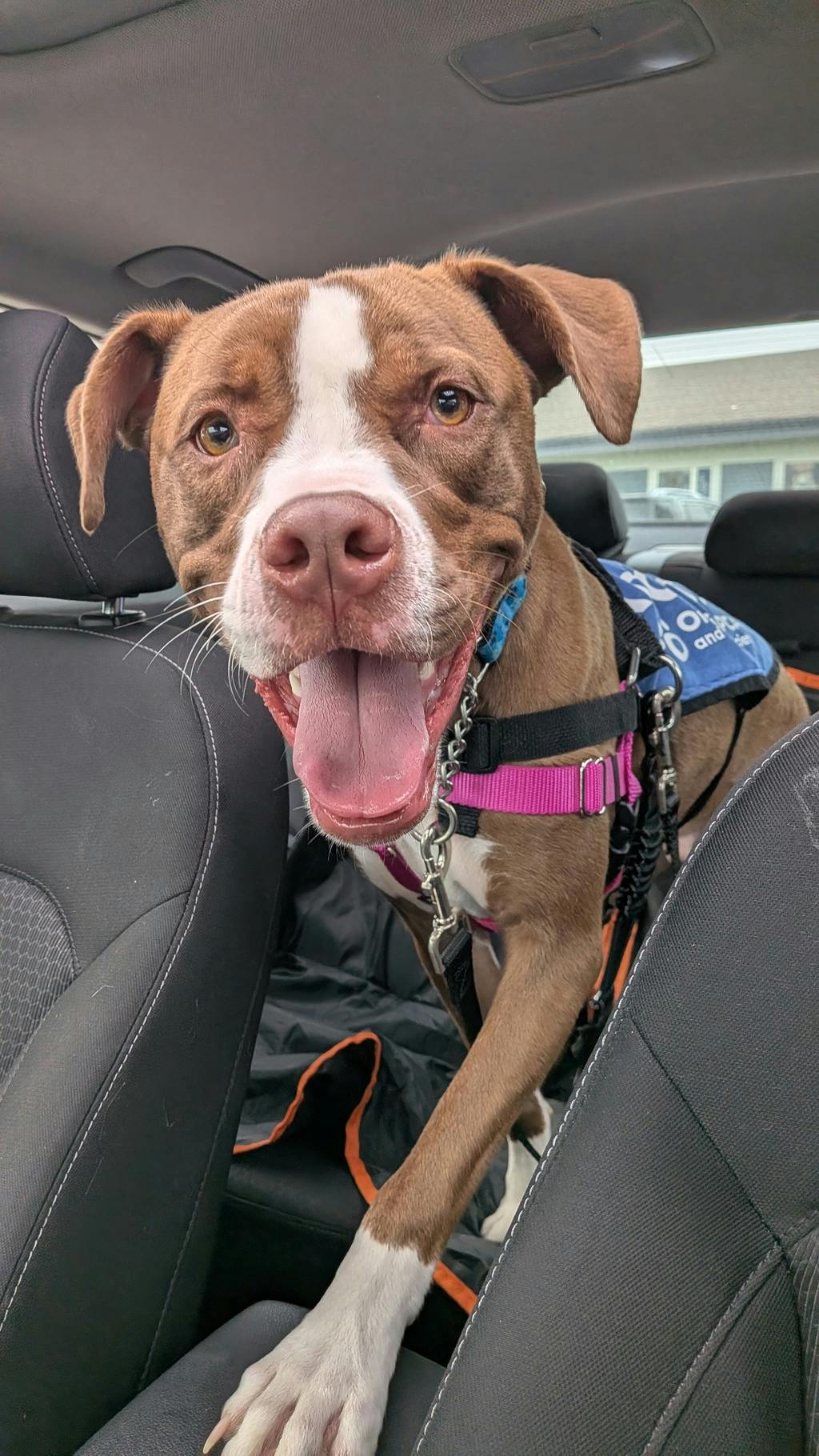 Arrow, a 11 months old Brown Male American Bulldog Dog