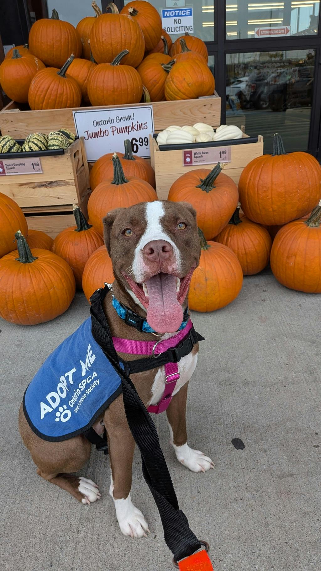 Arrow, a 11 months old Brown Male American Bulldog Dog