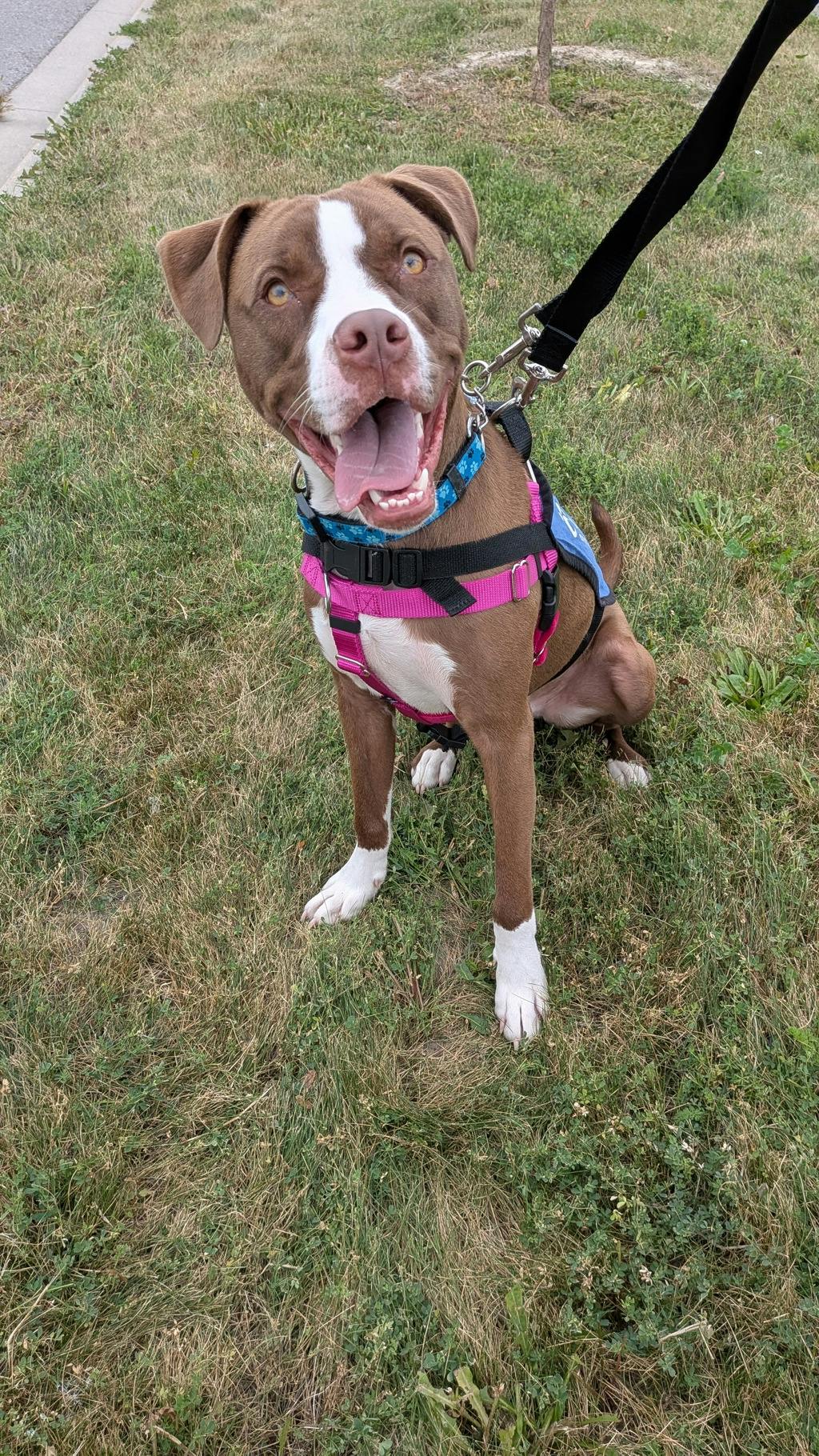 Arrow, a 11 months old Brown Male American Bulldog Dog